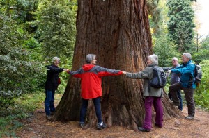 Beim Vermessen einer Sequoia in einem Park in Gleisweiler 